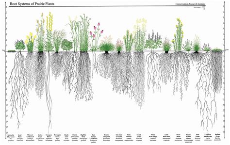 Grasslands A Carbon Capture Colossus Alberta Farmer Express