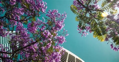 La Jacaranda A Parte De Su Colorida Belleza Conoce Sus Propiedades Medicinales Todo Para Ellas