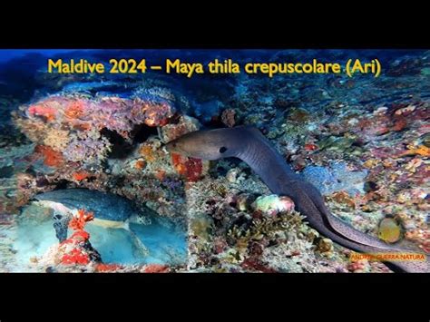 Maldive 2024 Maya Thila Ari Atoll Crepuscolare YouTube