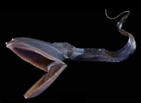 Bizarre Sea Creatures That Look Like They Re Not Real Fauna Abisal