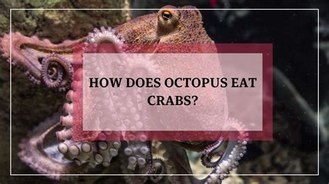 How Does Octopus Eat Crabs? - Animalsman