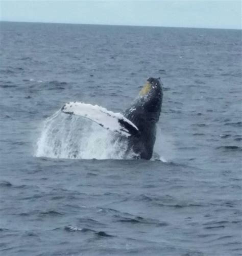 Whale watching trip, Provincetown MA | Whale watching trip, Whale ...