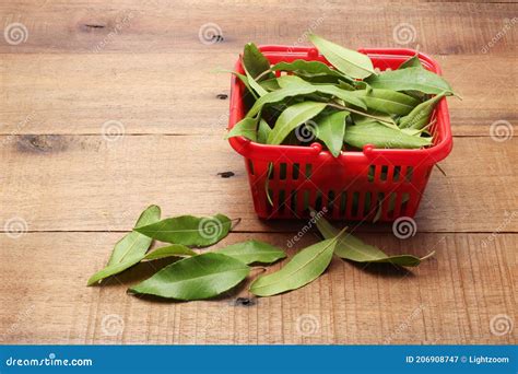 Lemon Myrtle Leaves stock image. Image of garnish, fragrance - 206908747