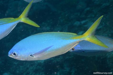 Caesio Teres Blue Fusilier Reef Life Survey