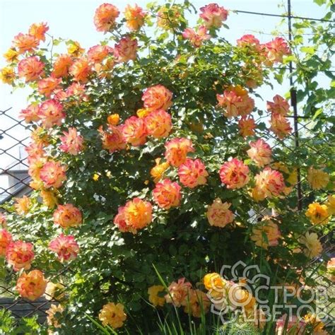 Роза Сахара - купить саженцы Rose Sahara почтой, недорого