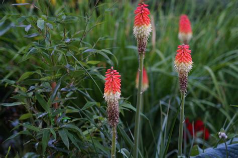 Kniphofia X Hybrida Trytoma Ogrodowa Ozdobne Waw Pl Inde Flickr