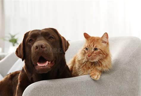 Cat And Dog Together On Sofa Indoors Stock Image Image Of Domestic