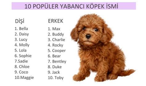 Erkek Köpek isimleri Popüler 250 erkek köpek ismi Miyavliyo