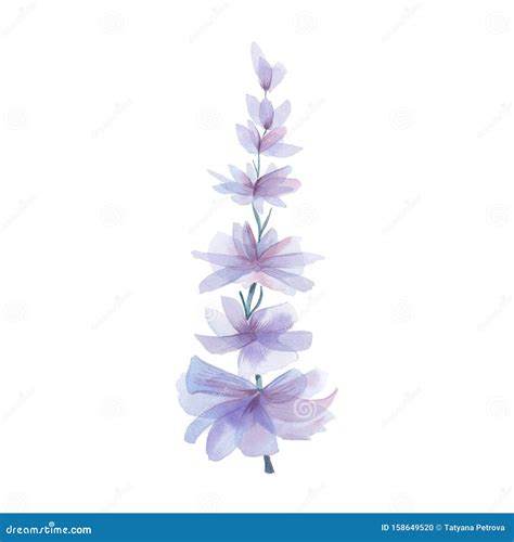 Purple Flower. Hand Drawn Watercolor Illustration, Cute Delicate Lupine