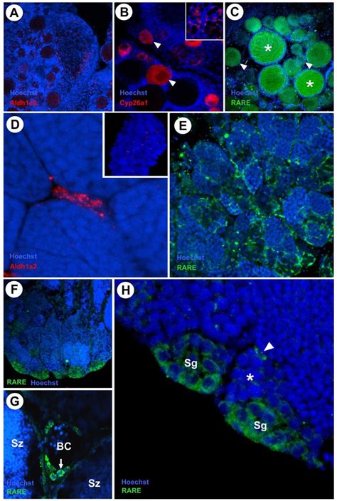 Fluorescent In Situ Hybridization Of Aldh1a2 Cyp26a1 Expression And Ra