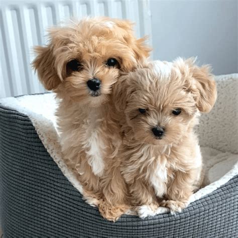 Maltipoo Full Grown Does Size Really Matter