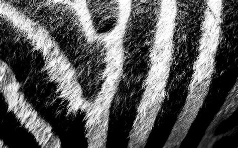 Zebra Skin Texture