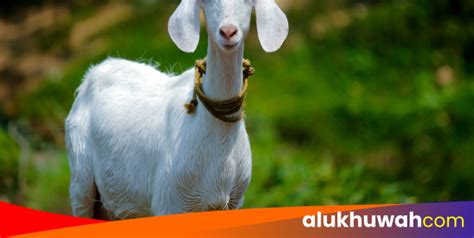 Pemanfaatan Daging Dan Kulit Kurban Menurut Fiqih Al Ukhuwah