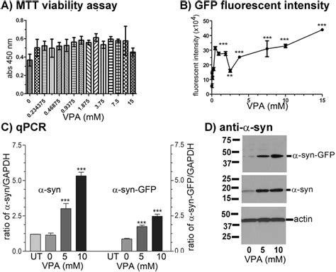 Effect Of Valproic Acid Vpa Treatment On Syn Gfp Fusion Protein