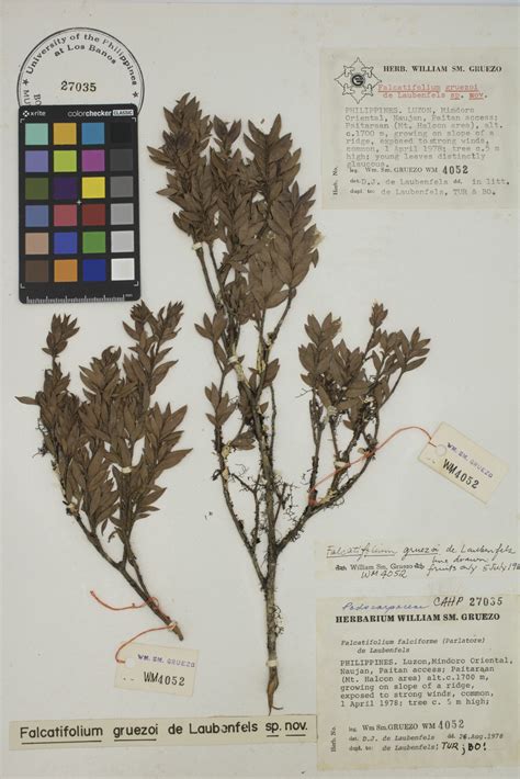 Botanical Herbarium - UPLB Museum of Natural History