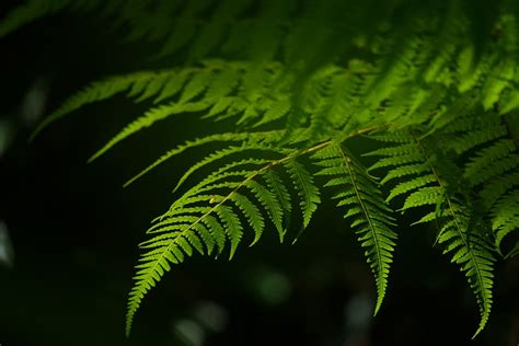 Fern Leaves Plant Free Photo On Pixabay Pixabay