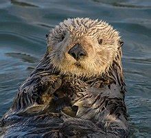 Sea otter - Wikipedia