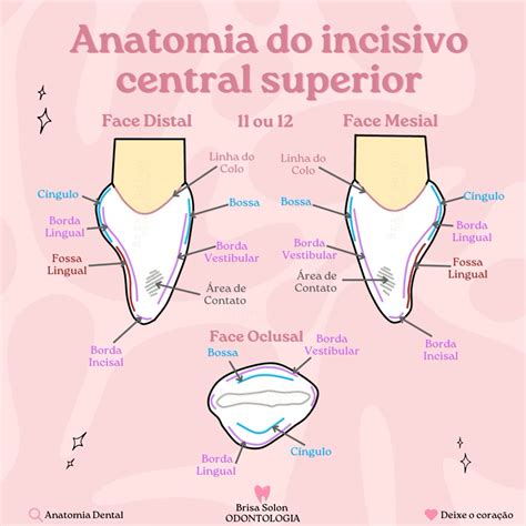 O Que É Ser Incisivo - Face distal, mesial e borda incisal do incisivo lateral superior ...