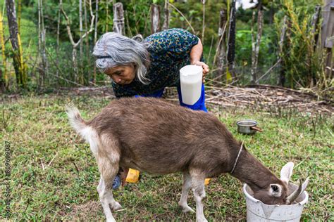 Older Latina Woman With Gray Hair And Yellow Boots Milking Goat On Her Farm Colombian Peasant