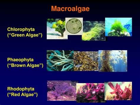 Ppt Bioactive Compounds From Marine “plants And Microorganisms