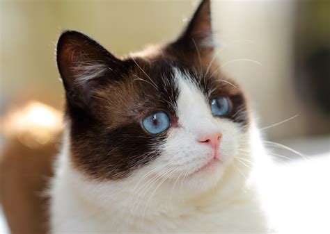 Snowshoe Cat Breed Information & Characteristics