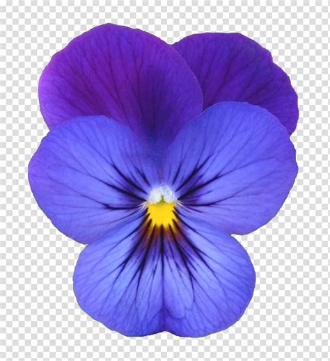 Viola Purple And Pink Petaled Flower Transparent Background Png