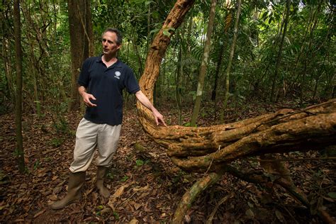 The Strange Case of the Liana Vine and Its Role in Global Warming ...