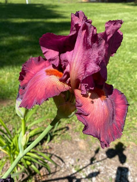 Bearded Iris Care – Learn About Growing Bearded Iris Flowers | Gardening Know How