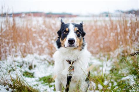 Black and White Border Collie · Free Stock Photo