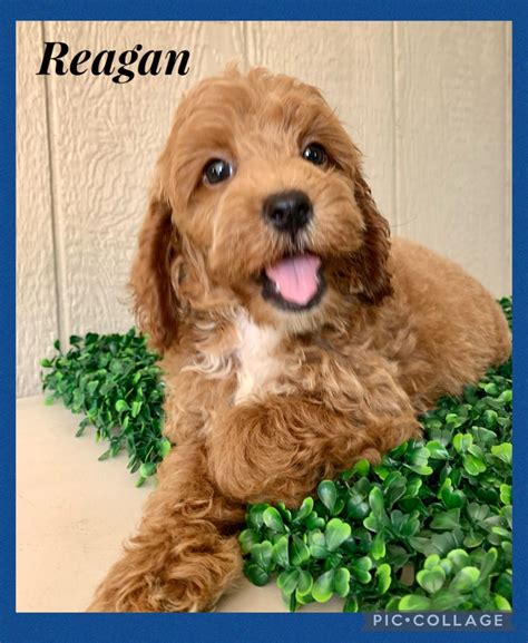 Cavapoo Puppies For Sale | Millersburg, OH #600685