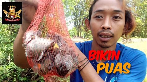 Mikat Burung Di Pinggir Sawah Dapat Banyak Burung Youtube