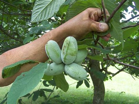 Asimina triloba (Common Pawpaw, Pawpaw) | North Carolina Extension ...