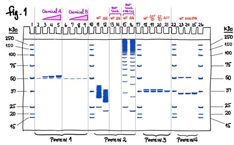 Solved "(This question is related to Protein 4) In Fig. 1, | Chegg.com