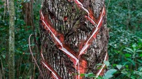 Por Qu Parece Sangrar El Rbol De Chicozapote M Xico Desconocido