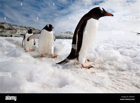 Gentoo Penguins, Peterman Island, Antarctic Peninsula, Antarctica Stock ...