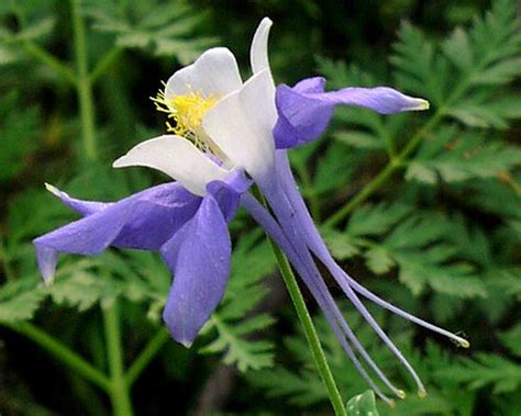 Rocky Mountain Columbine Colorado Girl Visit Colorado Garden Paths