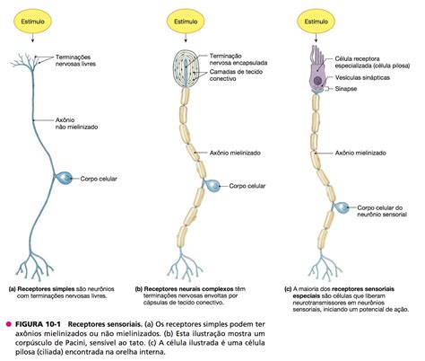 O Que é Um Receptor Elétrico