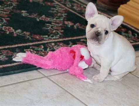 AKC French Bulldog puppies for sale.