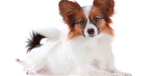 Papillon Breed Information | ManyPets