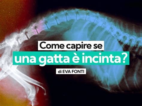 Come capire se una gatta è incinta