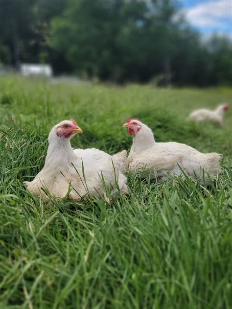 The Benefits Of Choosing Pasture Raised Chicken For Your Plate