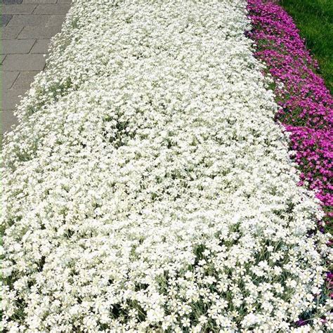 Buy Cerastium Tomentosum 15 Cm Pot Affordable Gardens4you Ie