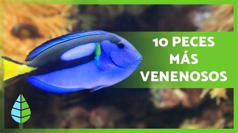 Top Peces M S Venenosos Del Mundo Nunca Los Toques Youtube