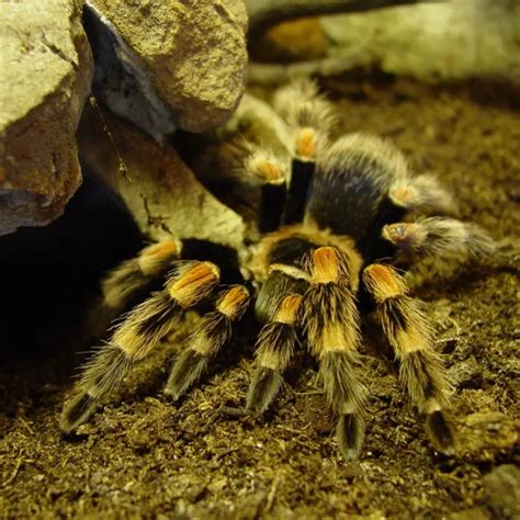 Brachypelma smithi - Facts, Diet, Habitat & Pictures on Animalia.bio