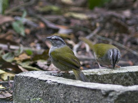 Green Backed Sparrow Ebird