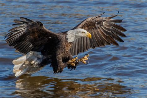 Crowd Results Birds Bird Photo Contest Photocrowd Photo