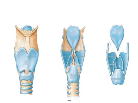 Larynx Cartilage Diagram Quizlet