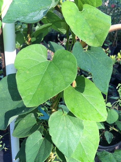 Aristolochia Tomentosa Pipevine Spring Plants Mail Order Plants