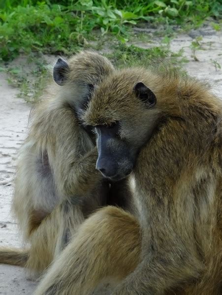 Chacma Baboon Project Noah