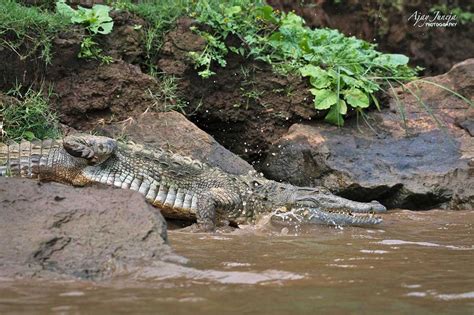 Odisha Wildlife Bird Photography Trail Times Passion Trails